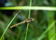 Heidelibelle 2010_IMG_6984a