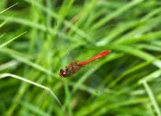 Heidelibelle 2010_IMG_6982a