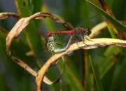 Heidelibelle 2010_IMG_7117