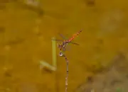 Heidelibelle 2011_IMG_8193