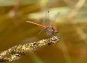 Heidelibelle 2011_IMG_7598