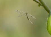 Ameisenjungfer 2018-IMG_7552