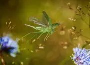 Grünes Heupferd IMG_9209