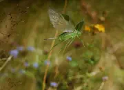 Grünes Heupferd IMG_9188