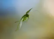 Grünes Heupferd IMG_9379