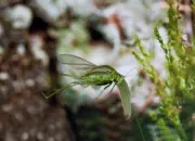 Grünes Heupferd IMG_9153