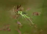 Grünes Heupferd IMG_8710