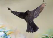 Amsel 2019-IMG_8599a