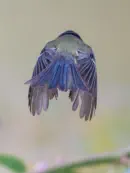 Blaumeise 2019-IMG_9271