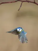 Blaumeise 2011_IMG_2093a