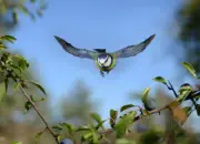 Blaumeise 2011_IMG_0473