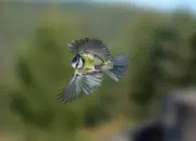 Blaumeise 2011_IMG_1274