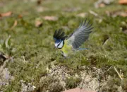 Blaumeise 2011_IMG_1132