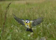 Blaumeise 2011_IMG_0159