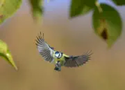 Blaumeise 2012_IMG_2324