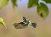 Blaumeise 2011_IMG_1418