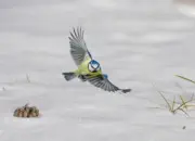 Blaumeise 2012_IMG_3305