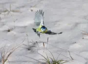 Blaumeise 2012_IMG_3581