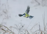 Blaumeise 2011_IMG_2016-bessere