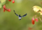 Blaumeise 2011_IMG_0983