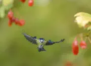 Blaumeise 2012_IMG_3084