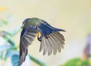 Blaumeise 2019-IMG_9169a