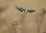 Blaumeise 2011_IMG_2143