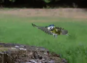 Blaumeise 2011_IMG_1235