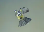 Blaumeise 2012_IMG_1902