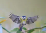 Blaumeise 2019-IMG_9462