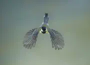 Kohlmeise 2012_IMG_1752