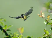 Kohlmeise 2012_IMG_0831