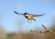 Kohlmeise 2013_0145a