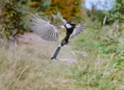 Kohlmeise 2019-IMG_2058