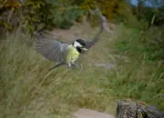 Kohlmeise 2012_IMG_6665