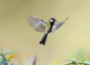 Kohlmeise 2019-IMG_2160