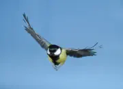 Kohlmeise 2011_IMG_9822