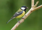 Kohlmeise 2014_IMG_0840