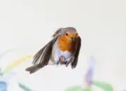 Rotkehlchen  2019-IMG_9128