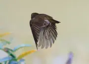 Rotkehlchen  2019-IMG_8963