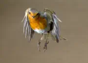 Rotkehlchen  IMG_5111