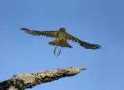 Rotkehlchen  2011_IMG_9833