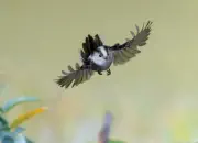 Schwanzmeise  2019-IMG_8991a