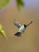 Sumpfmeise  2011_IMG_2241