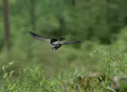 Sumpfmeise  2011_IMG_9194