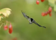 Sumpfmeise  2011_IMG_9325