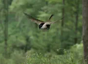 Sumpfmeise  2011_IMG_9083