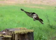 Sumpfmeise  2011_IMG_9180