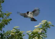 Sumpfmeise  2011_IMG_8547