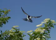 Sumpfmeise  2011_IMG_8428a